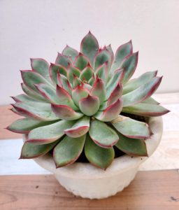 花うらら プリドニス 私の 多肉植物の育て方 はちクラブ