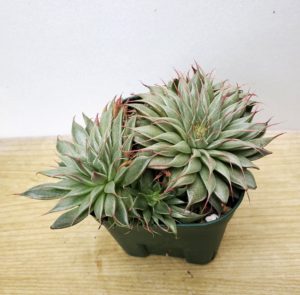 シルバースター 私の 多肉植物の育て方 はちクラブ