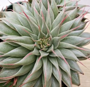 シルバースター 私の 多肉植物の育て方 はちクラブ