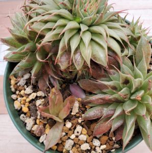 シルバースター 私の 多肉植物の育て方 はちクラブ