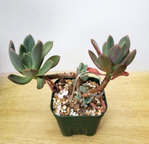 レズリー 私の 多肉植物の育て方 はちクラブ