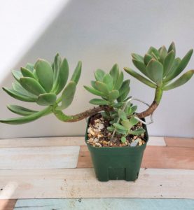 レズリー 私の 多肉植物の育て方 はちクラブ