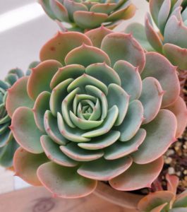 七福神 私の 多肉植物の育て方 はちクラブ