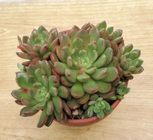 ピンクルルビー バッシュフル 私の 多肉植物の育て方 はちクラブ