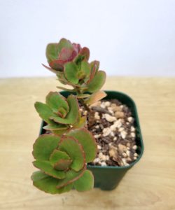 カランコエ 八重 カランディーバ 私の 多肉植物の育て方 はちクラブ