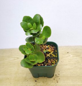 カランコエ 八重 カランディーバ 私の 多肉植物の育て方 はちクラブ