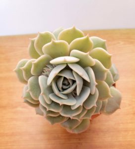 ローラ 私の 多肉植物の育て方 はちクラブ