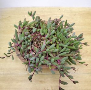 ルビーネックレス 私の 多肉植物の育て方 はちクラブ