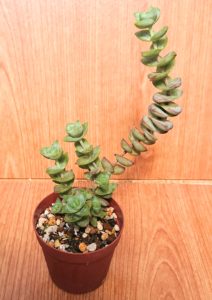 星の王子 私の 多肉植物の育て方 はちクラブ