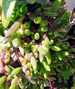 ルビーネックレス 私の 多肉植物の育て方 はちクラブ