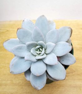 ラウイ 私の 多肉植物の育て方 はちクラブ