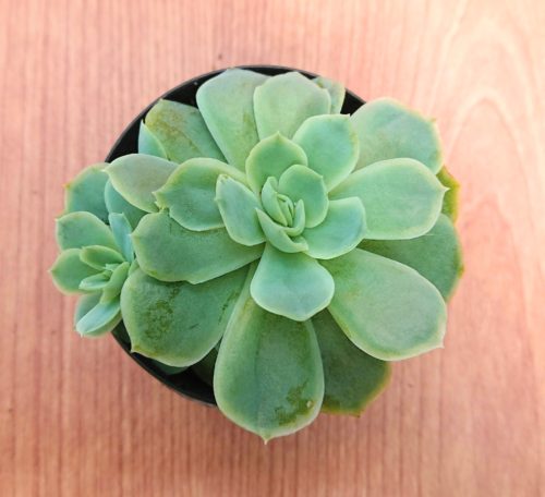 ピンクネーション 私の 多肉植物の育て方 はちクラブ