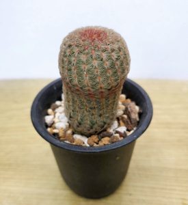 エキノセレウス 紫太陽 私の 多肉植物の育て方 はちクラブ