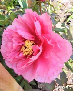 牡丹とシャクヤクとタイツリソウ はちクラブ